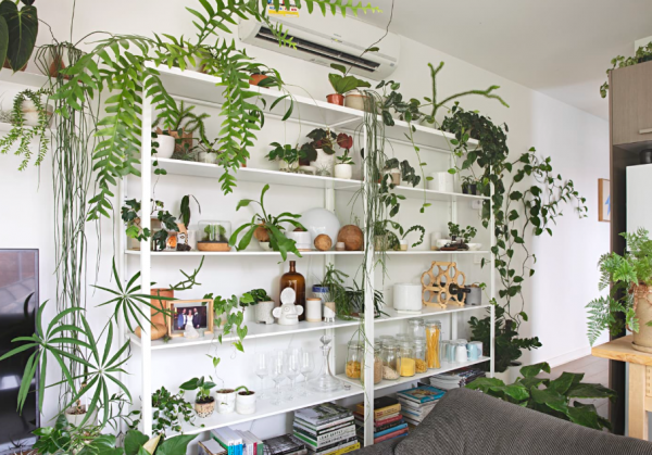 Rak Batu Alam dengan Tanaman Menempel